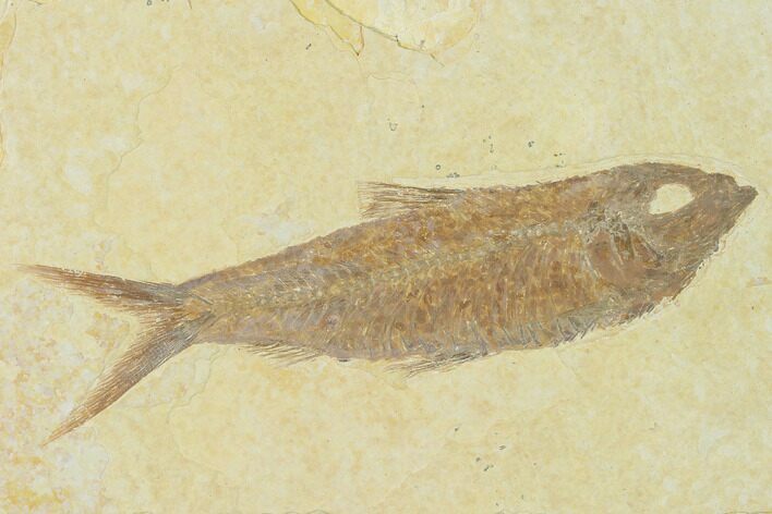 Detailed Fossil Fish (Knightia) - Wyoming #137966